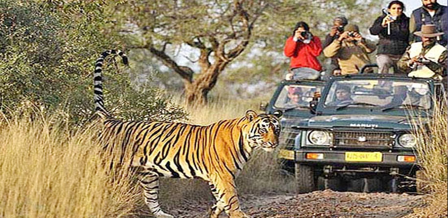 Golden Triangle With wild Life Safari 